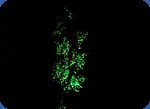 Buy luminous flowers