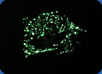 Cut luminous flowers
