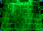 Tile glow