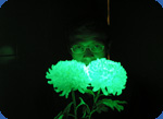 Bouquet of glowing flowers