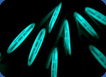 Selfglowing pen photo
