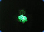 Glow flowers