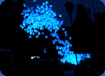 glow balloons photo