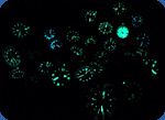 Luminous wristwatch photo